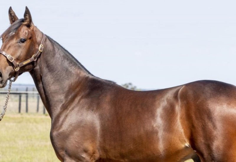 177 Father Patrick x Une Belle Allure coltwebarticle