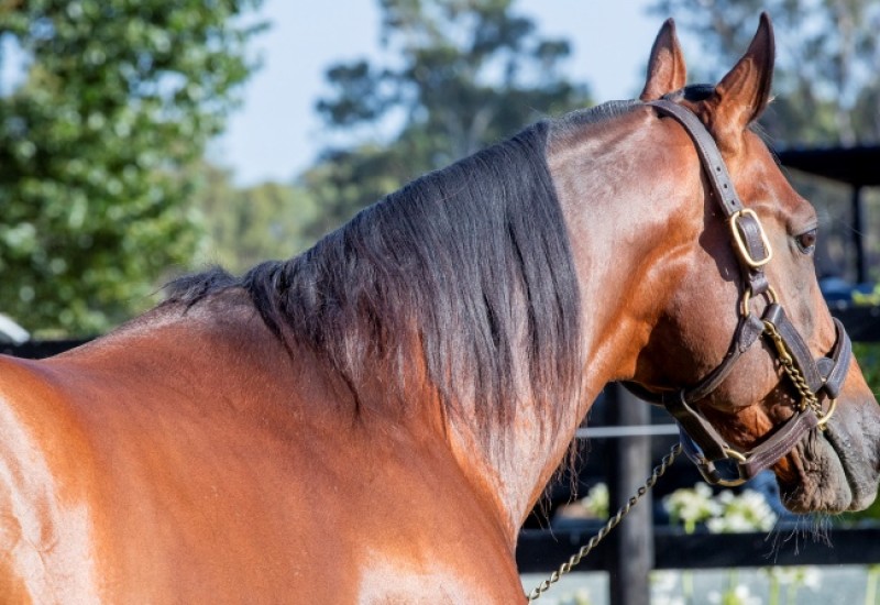 AB Miki 4994website v2