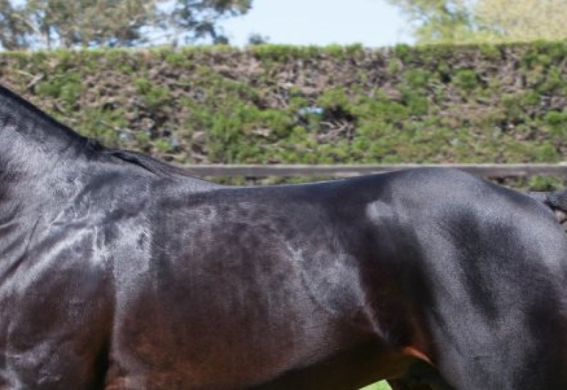 ARNRDpaddockcorrectsize