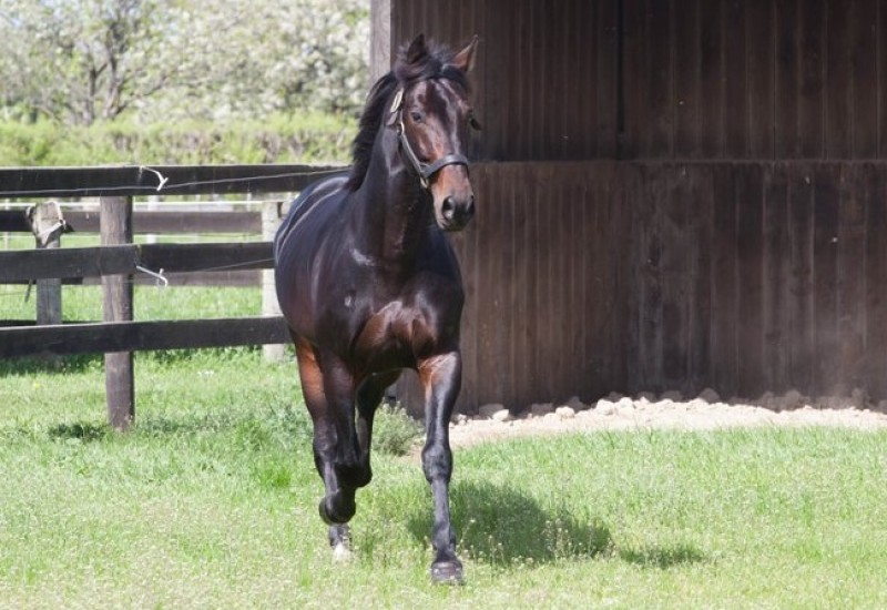 ARNRDpaddocknewsarticlemar21