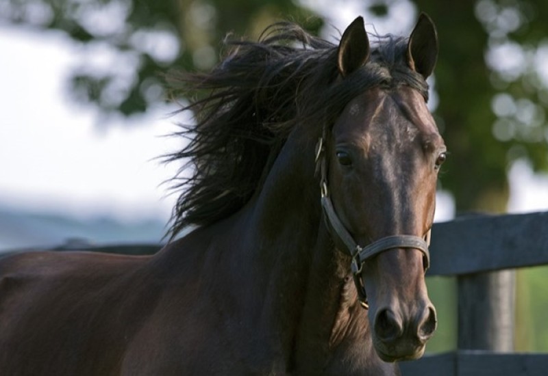 ARNRDtwitterimageaug18newsarticle5