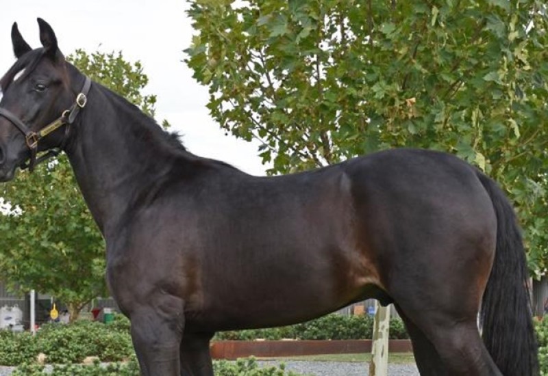 AldebaranDominicwebarticle