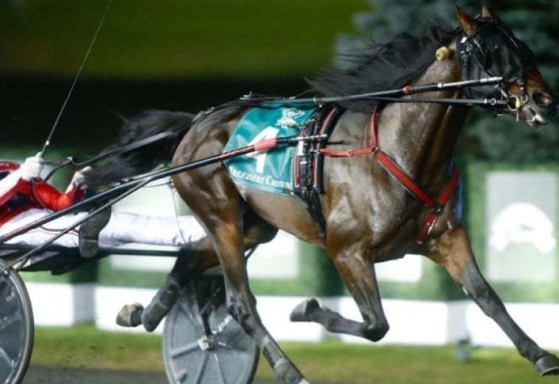 AmigoVoloBreedersCrownwinwebarticle