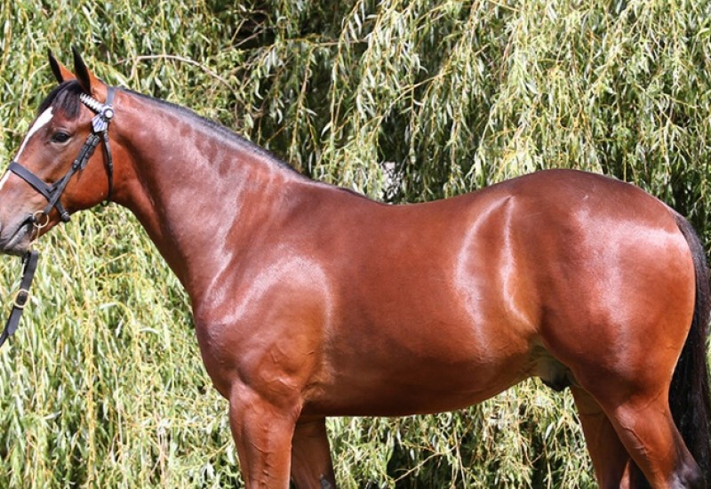 CCTheOrangeAgentcoltweb