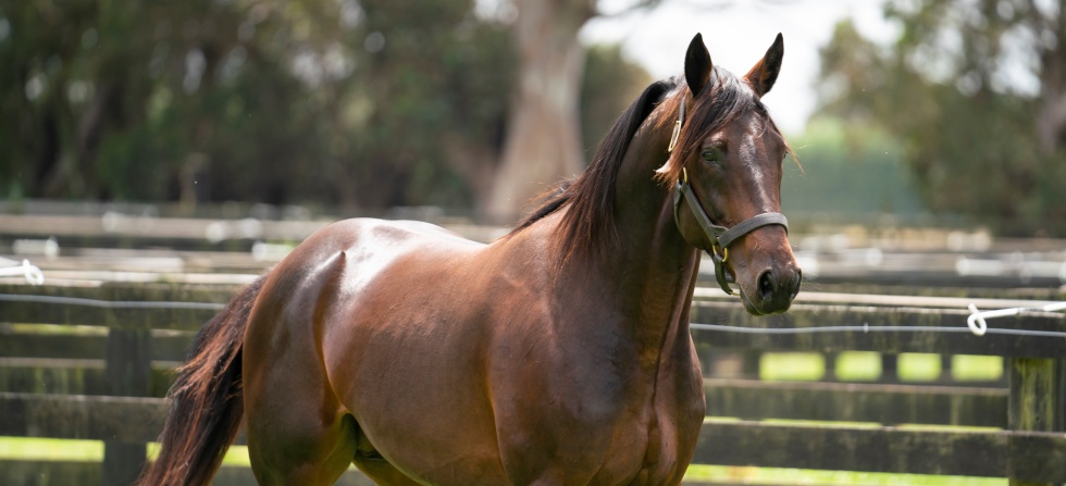 CaptainCrunch3web v9