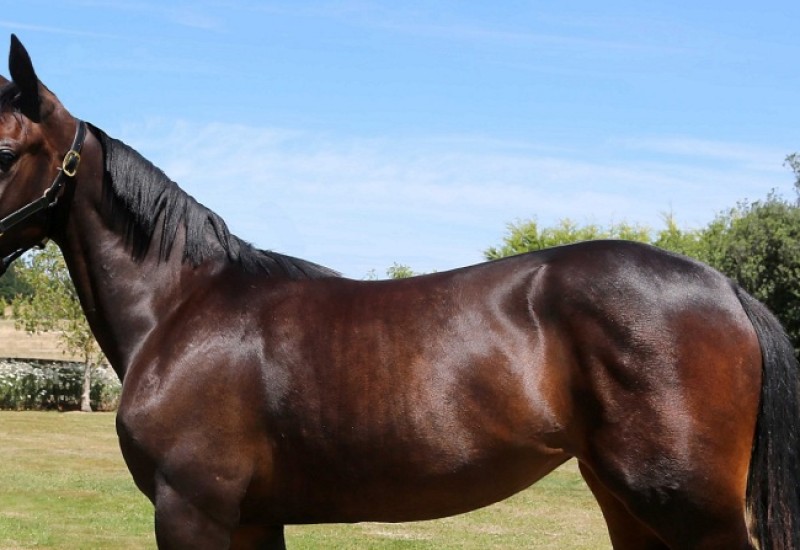 CarnegiaHallwebnewsarticle