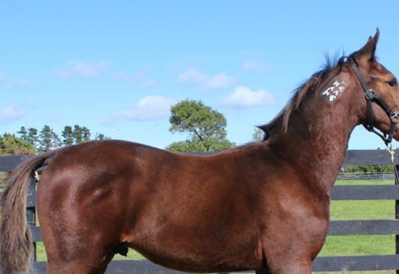 CougarBromacAMBcoltweb