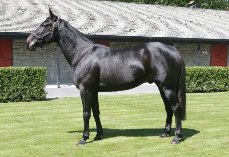 CreatineStandnewweb2