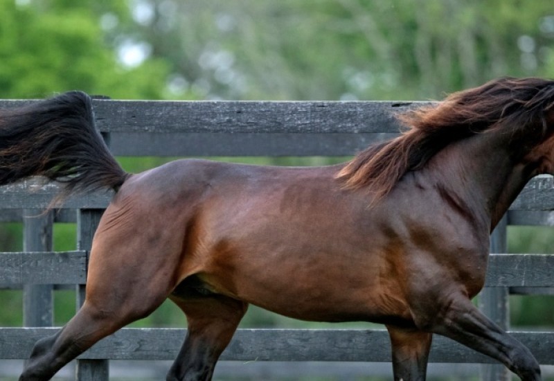 FPrunningwebsitenov22