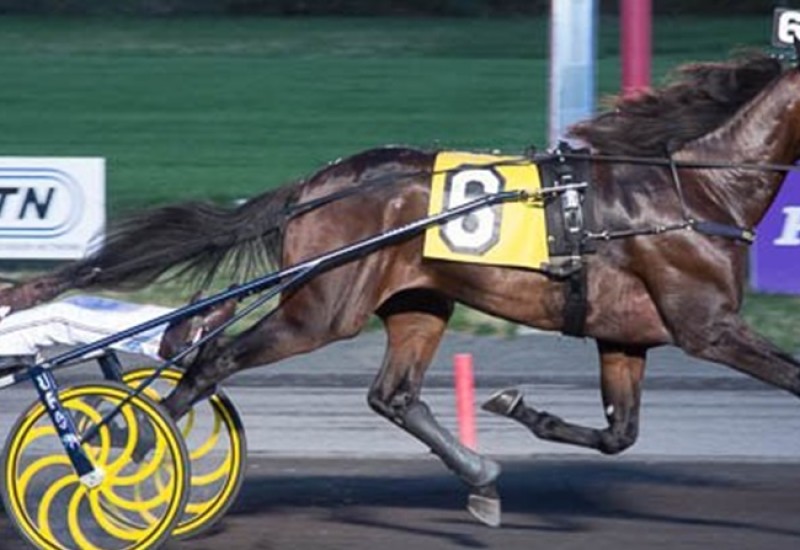 Greenshoeracewinwebsrticle