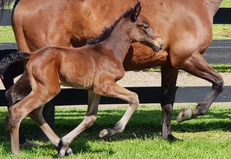 ManchesterLass1webarticleimage