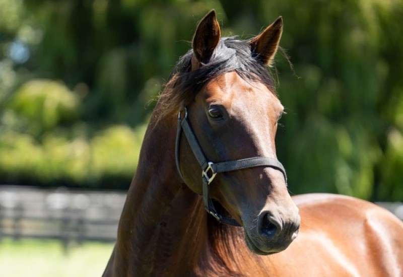 Marcoolawebarticle1 v2