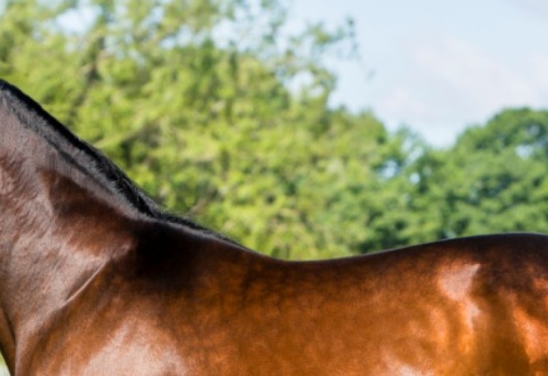 MuscleMassnewsnewweb