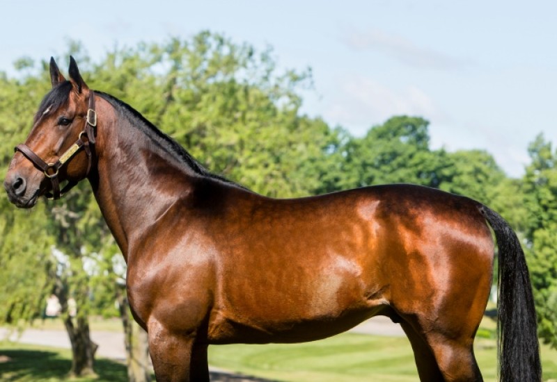 MuscleMassweb980x450