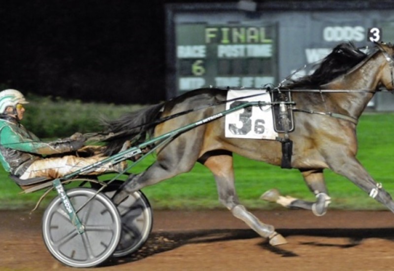 PlungeBlueChipBCelimweb