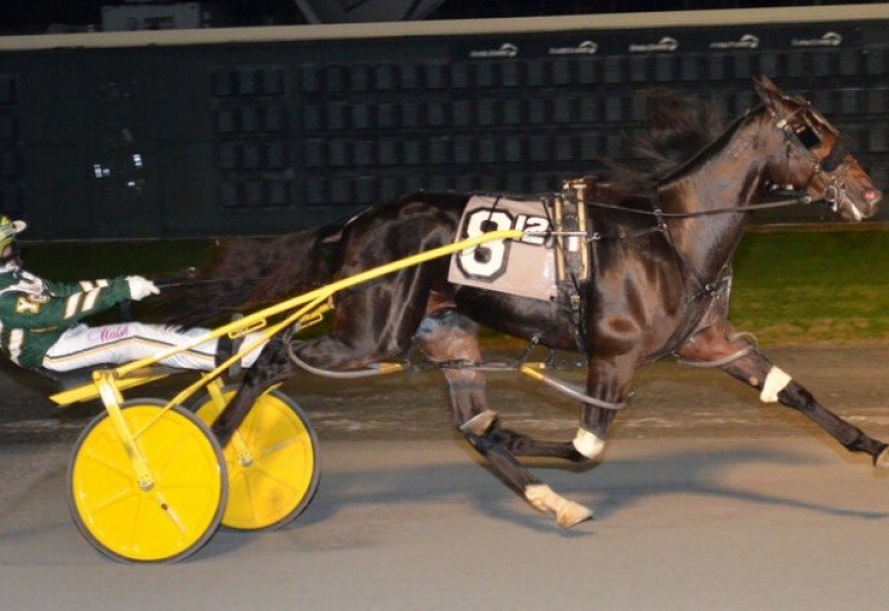 SouthwindGendryMatronweb