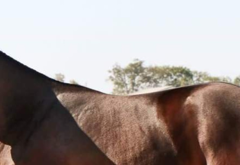 Spectrumnewsarticlenewweb