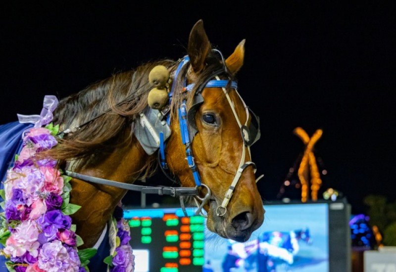 TakingTheMikiwebWAOaks