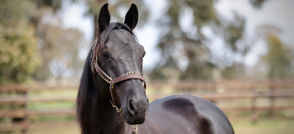 Ultimate Sniper Headwebarticle