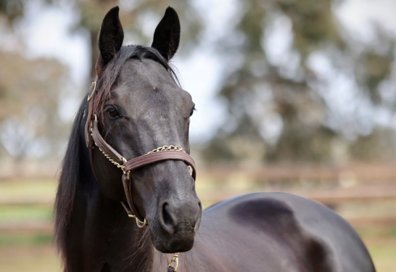 Ultimate Sniper Headwebarticle