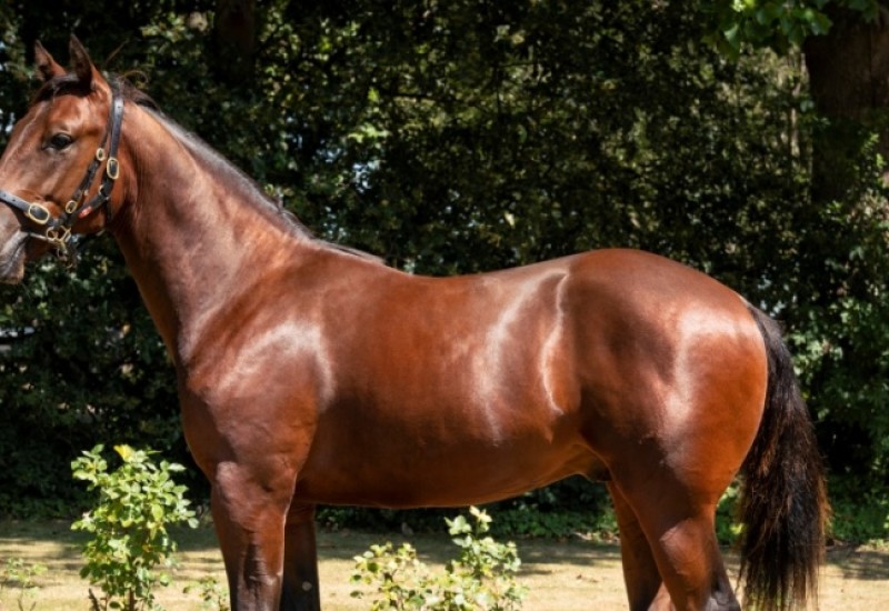 VincentSuzysDelightweb