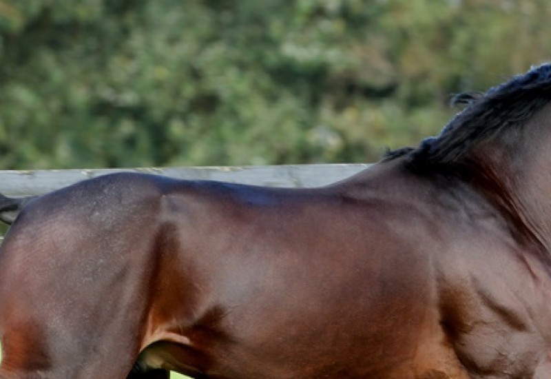 Vincentnewsarticlepaddock