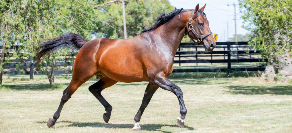 Vincentnewwebarticle