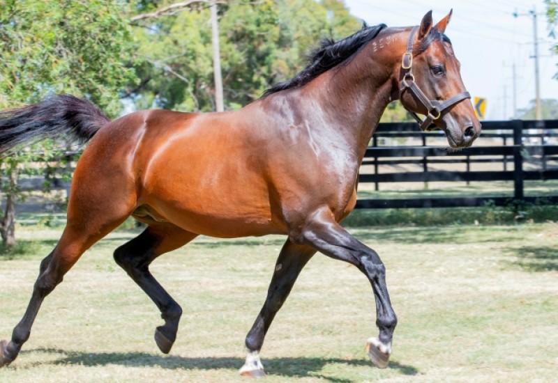 Vincentnewwebarticle