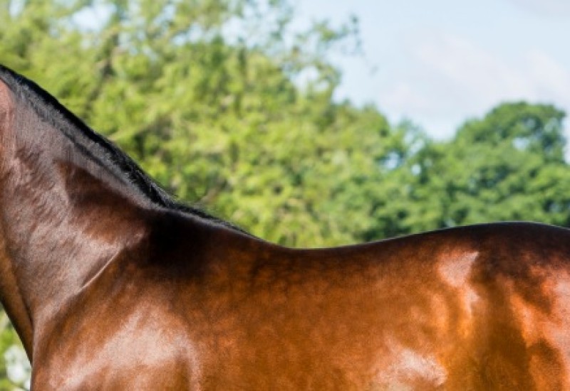 musclemasswebcorrectsize