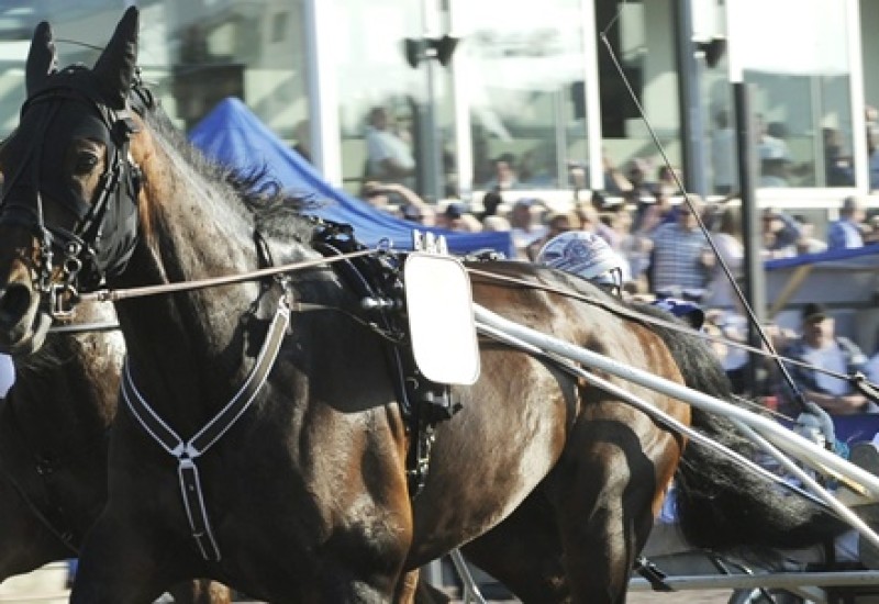 perfectspiritwebkingsCup