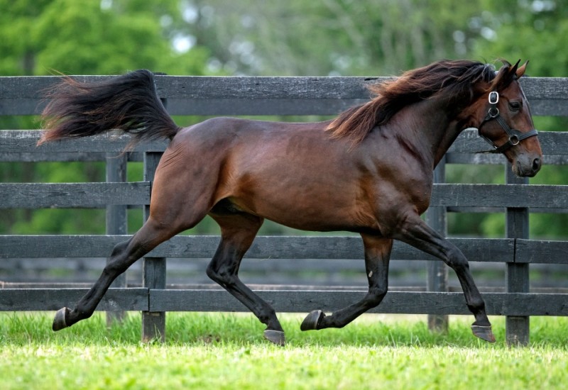 FPstallionpageslide25