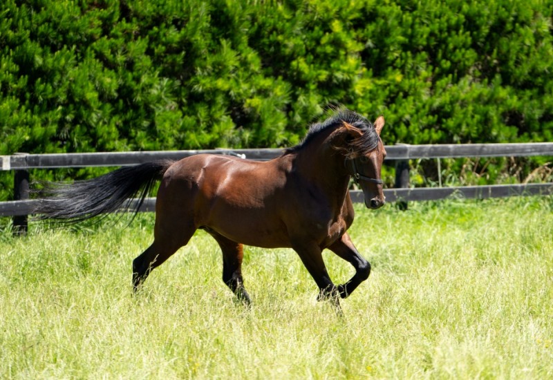 Marccolastallionpic2