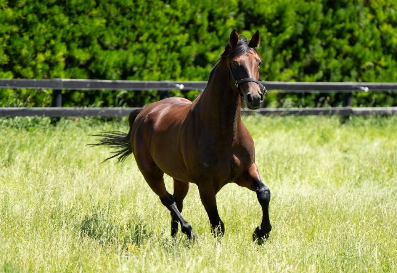 Marcoolastallionpic3