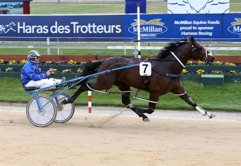 VINCENTwinstallionimage2