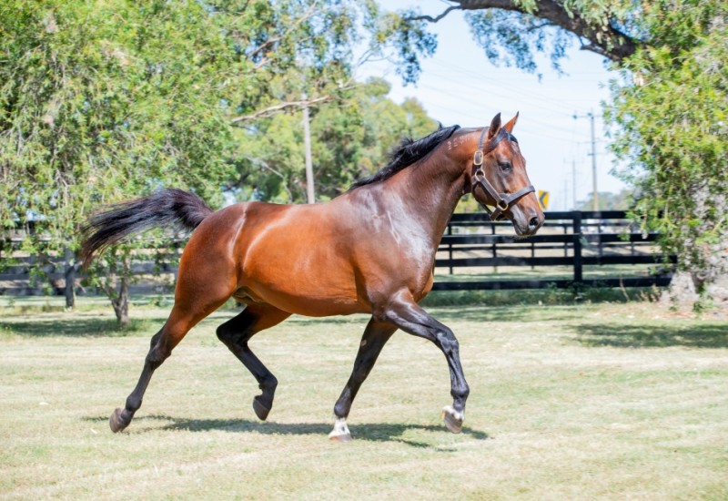 Vincentnewstallionslide25